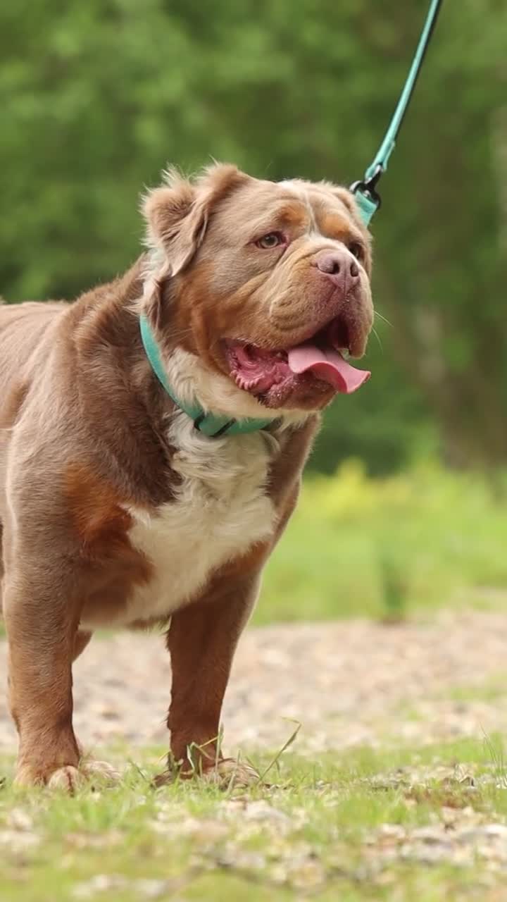 Olde English Bulldogge dogs for stud: REGINALD VISUAL FLUFFY 🔥  in Lowestoft - Video 2