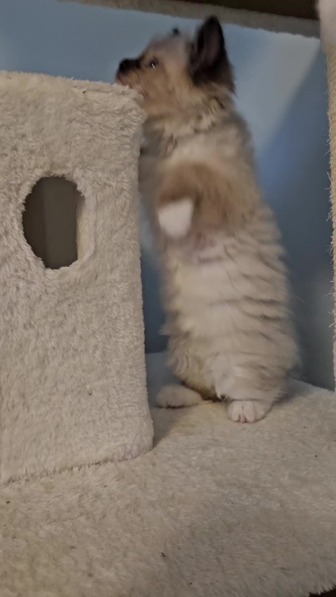 Ragdoll cats for sale: Stunning Ragdoll kittens  - Video 3