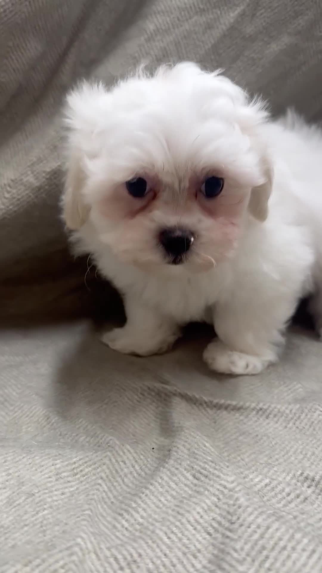 Maltipoo dogs for sale: Only 2 boy left Fully dna tested Maltipoos  - Video 1