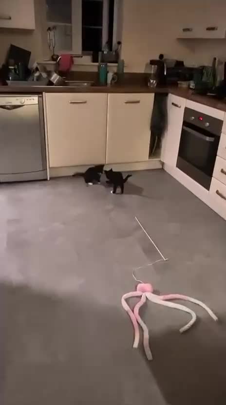 Domestic Shorthair cats for adoption: Bonded Rescue Kittens Looking for a Forever Home - Video 1
