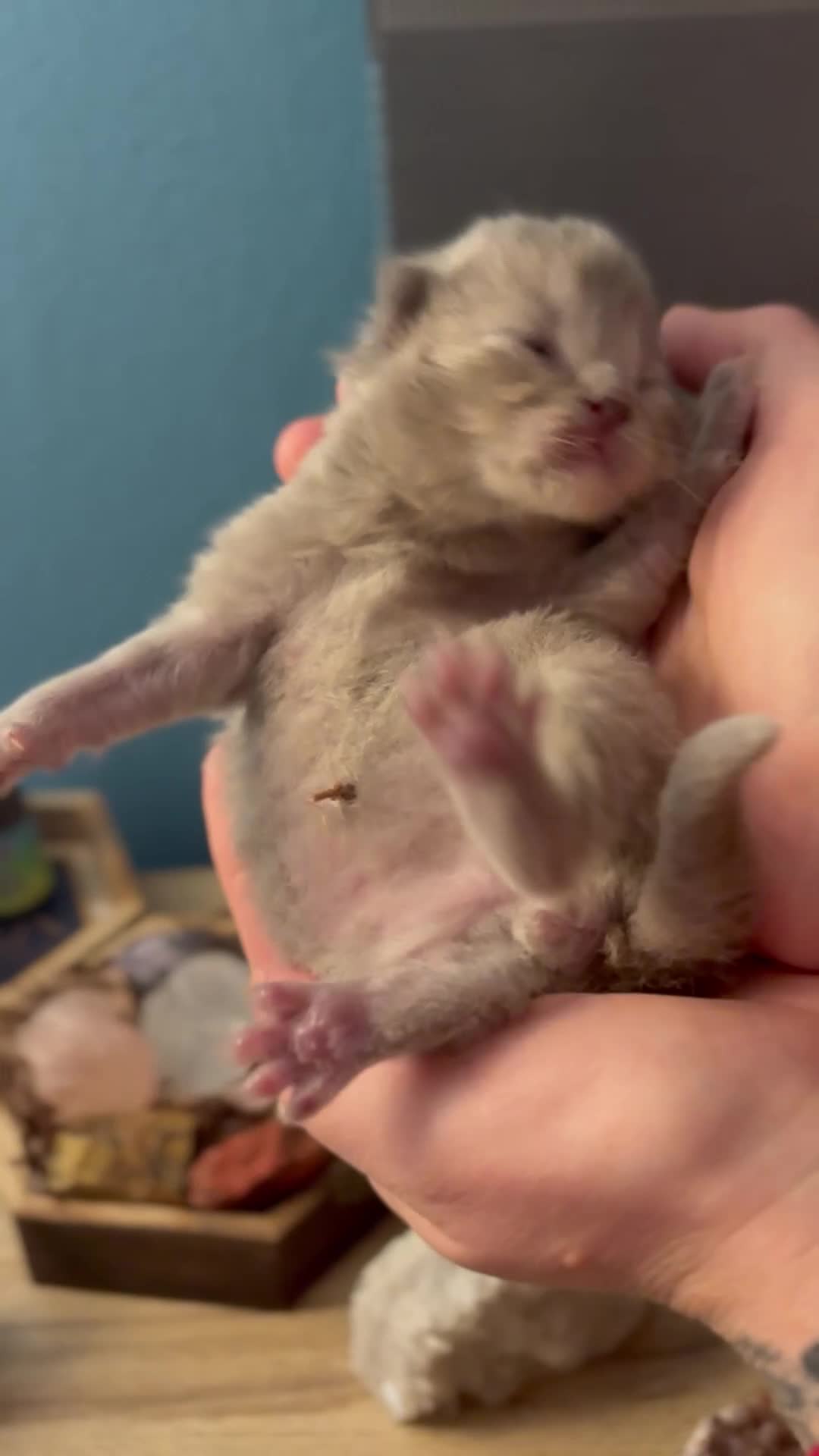 Ragdoll cats for sale: Cherubim ragdoll  - Video 1