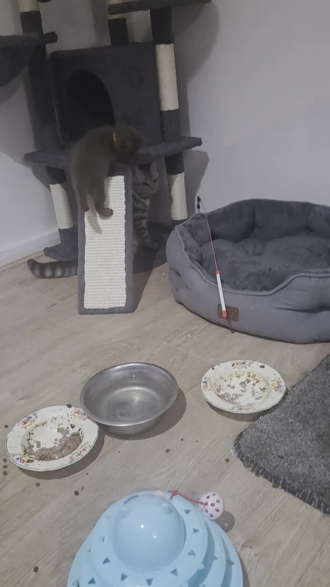 British Shorthair cats for sale: Chocolate British Short Hair - Video 2