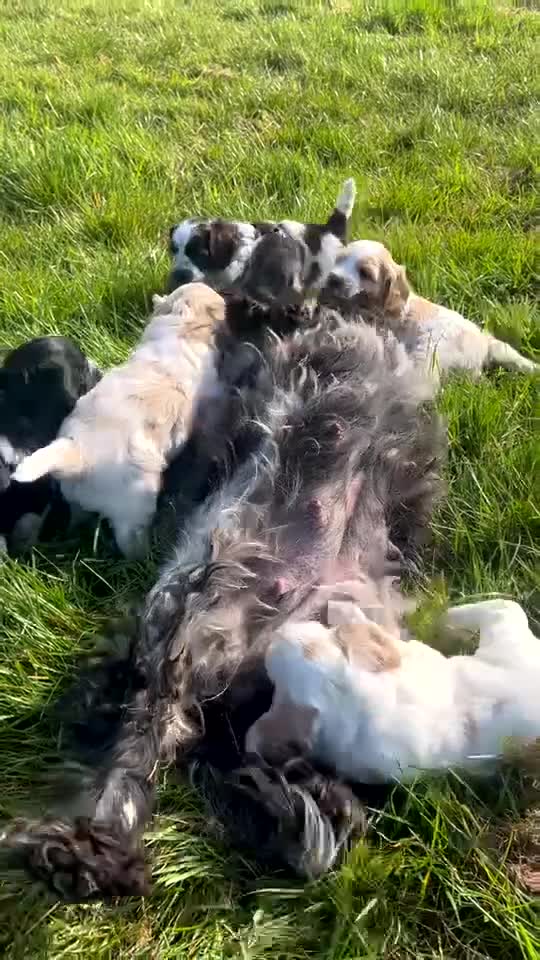 Cockapoo dogs for sale: Gorgeous Cockapoo puppies - Video 2