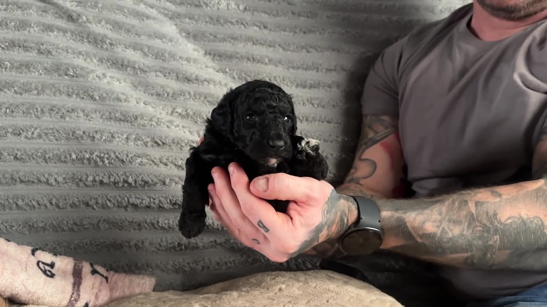Bordoodle dogs for sale: F1b Miniature Bordoodle  - Video 3