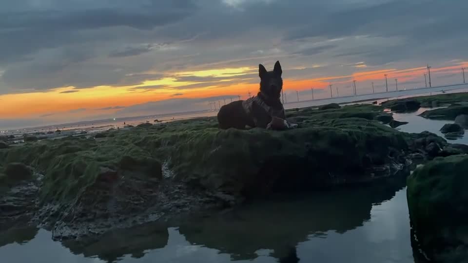 Mixed Breed dogs for sale: 🐾🖤 BELGIAN MALINOIS × BLUE LABRADOR PUPPIES 🖤🐾 in Manchester - Video 1
