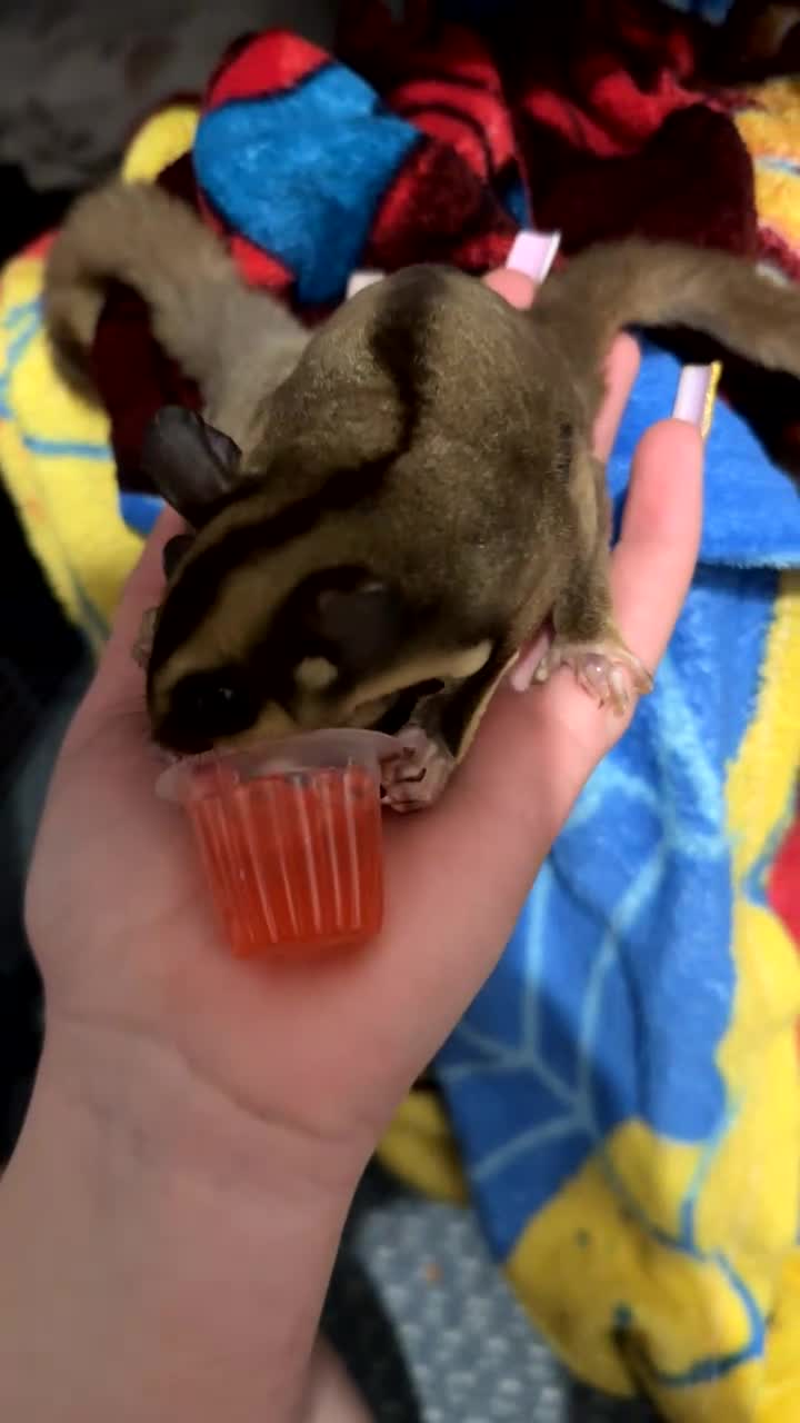 Sugar Glider rodents for sale: 2 beautiful sugar gliders  - Video 1