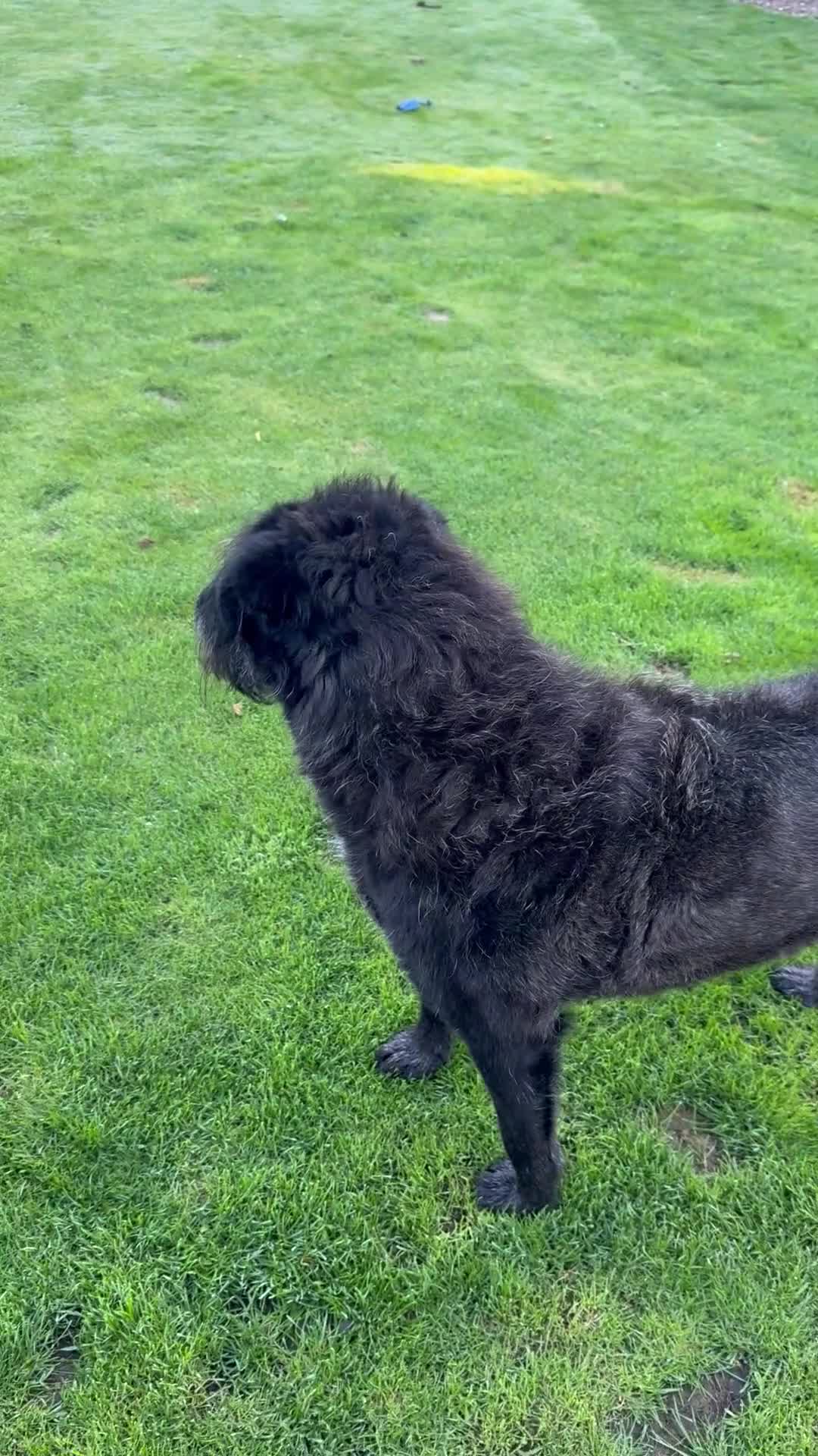 Mixed Breed dogs for adoption: Miro is desperate to find his special Person 💙 - Video 3