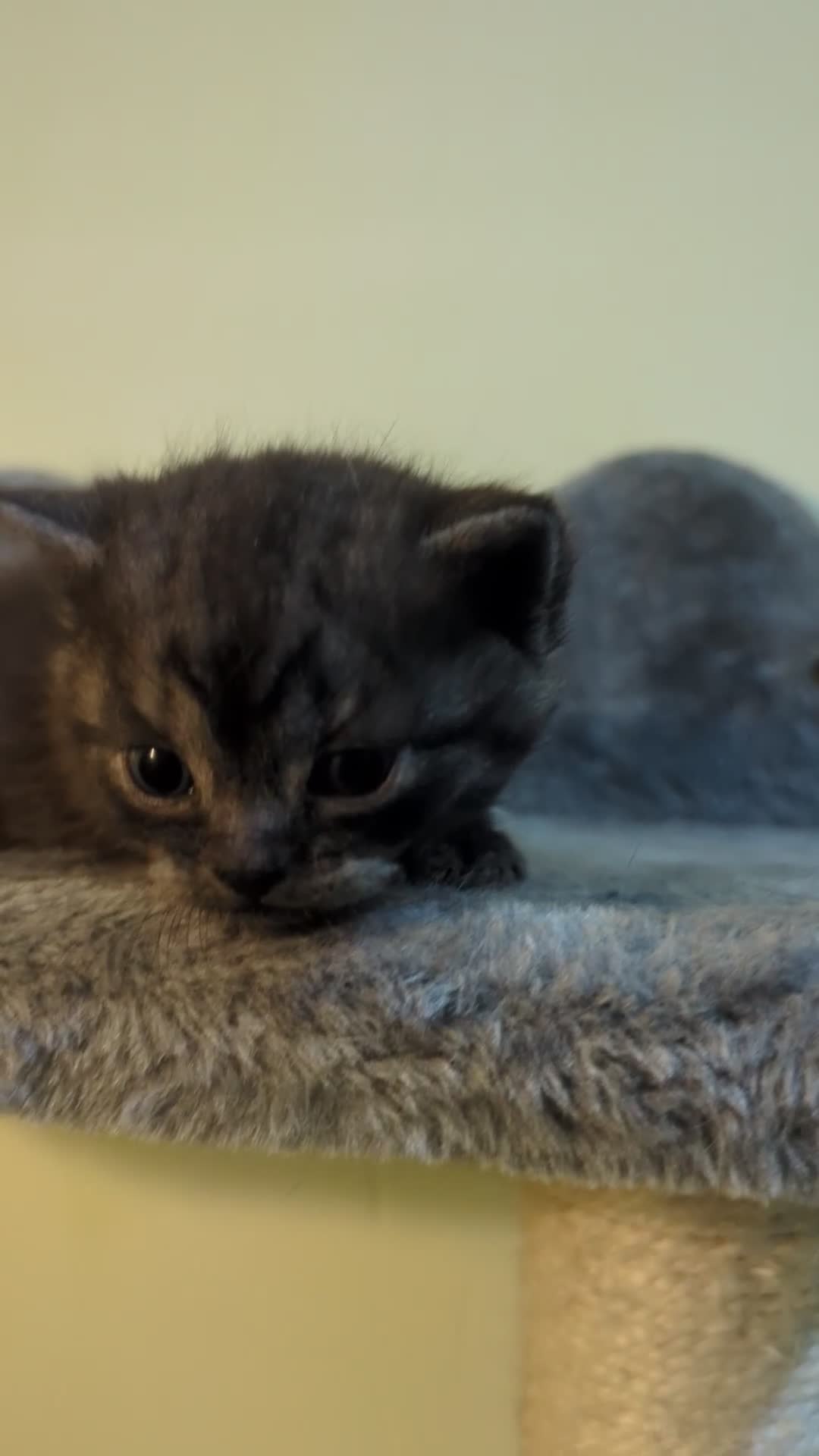 British Shorthair cats for sale:  🐾 BSH Blue,Chocolate& Tabby– Whiskers Kittens 🐾 - Video 2