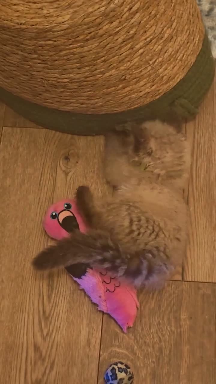 Ragdoll cats for sale: Ragdoll  - Video 1