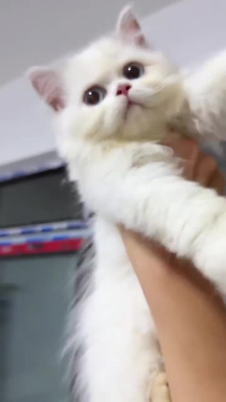 British Longhair cats for sale: Three-month-old British Longhair cat - Video 2