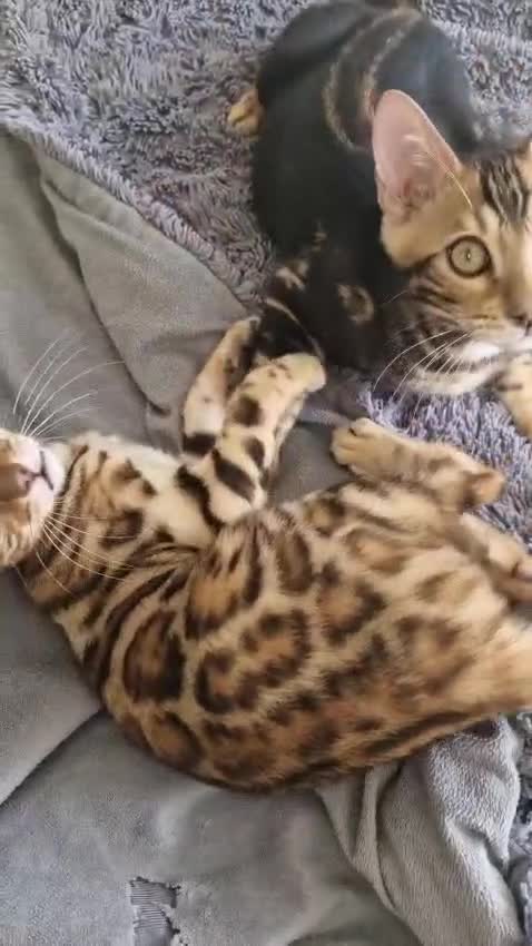 Bengal cats for sale: Bengal kittens for sale - Video 2