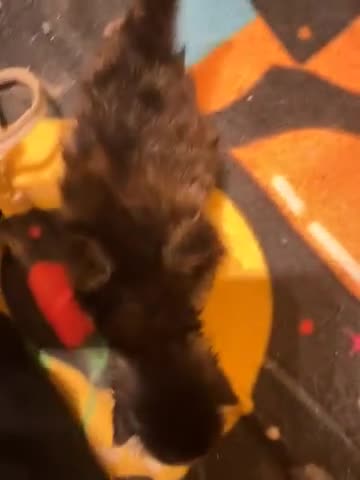 Maine Coon cats for sale: Gorgeous Maine coone kittens  - Video 5