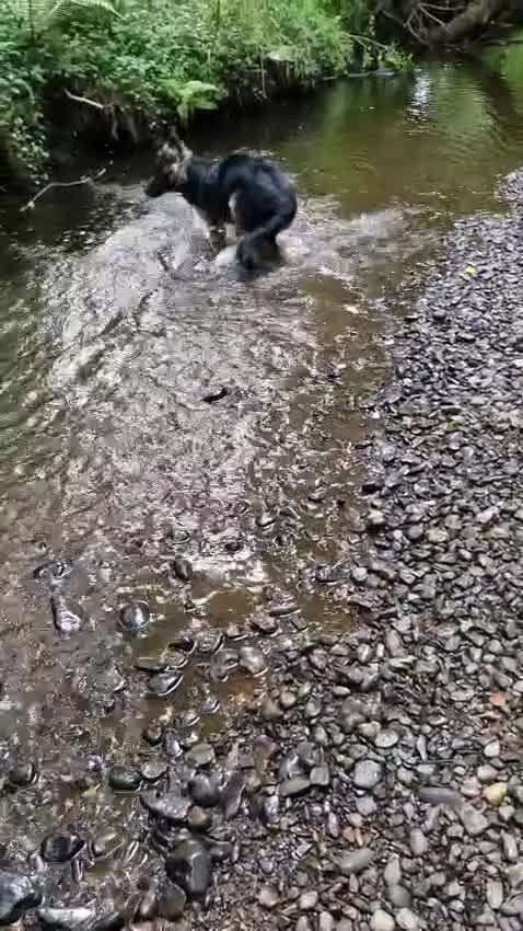 German Shepherd dogs for sale: German shepherd 17 mths old - Video 2