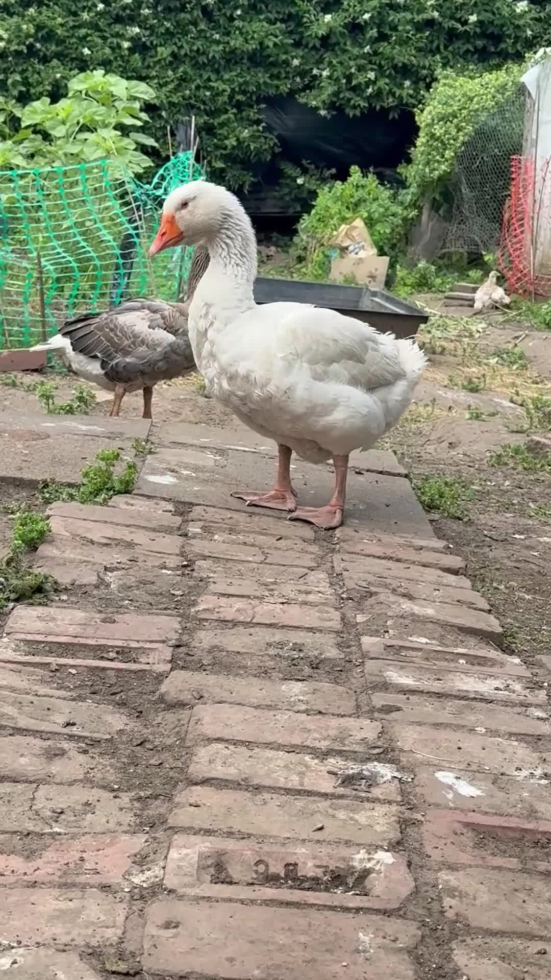Geese poultry for sale: One gender with two female  - Video 1