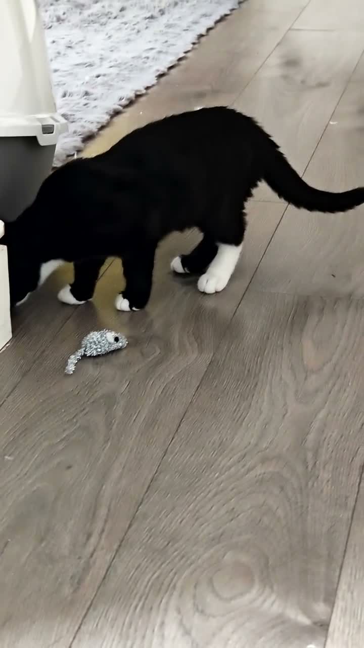 Mixed Breed cats for sale: Beautiful 5 months male cat looking for  home  - Video 2