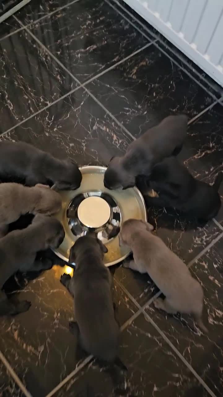 Labrador Retriever dogs for sale: THE LAST 4 KC HEALTH TESTED LABS READY TO NOW.  - Video 2