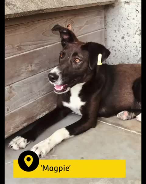 Mixed Breed dogs for adoption: Magpie- beautiful 1 year old- Reserved stc. in Brixham - Video 3