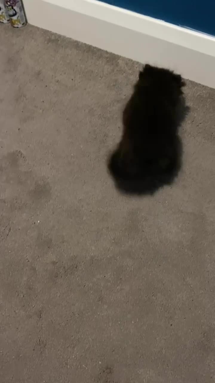 Persian cats for sale: Our beautiful litter of 3 Persian x  kittens - Video 1