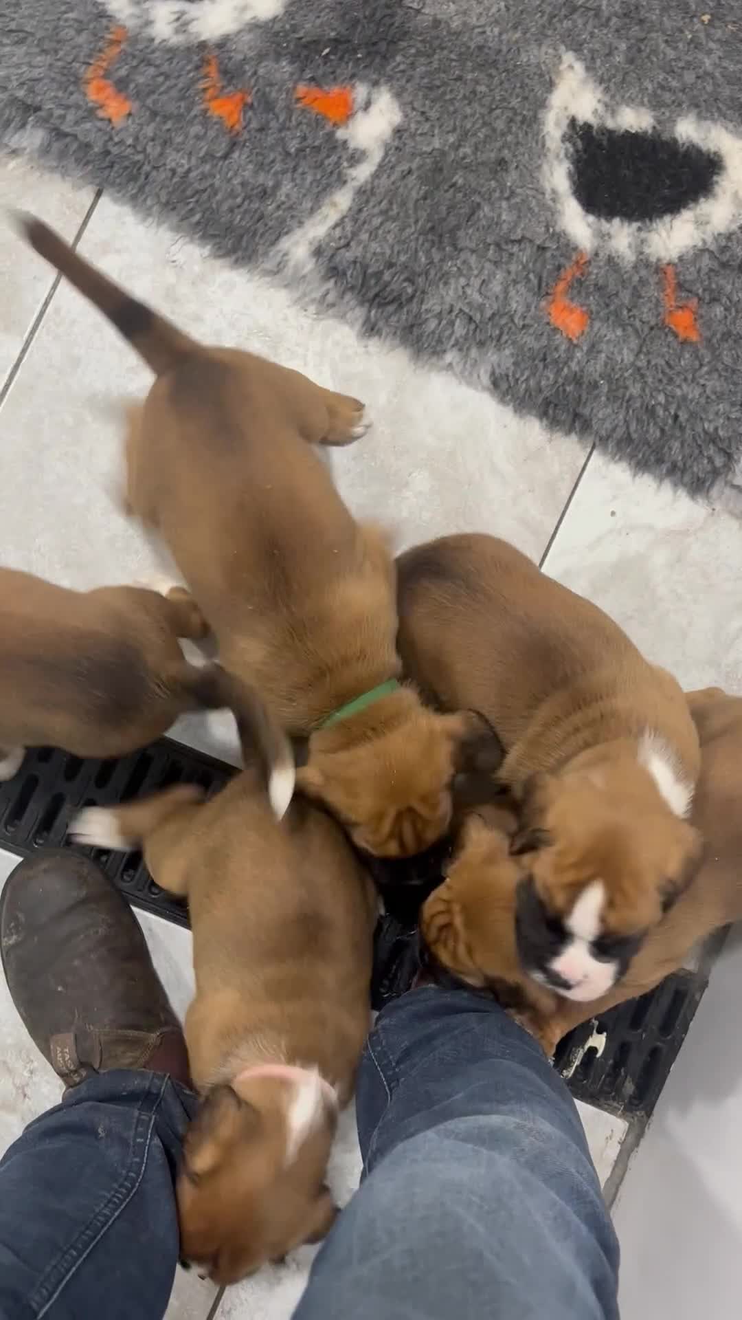 Boxer dogs for sale: Beautiful KC registered Boxer pups for sale  - Video 1