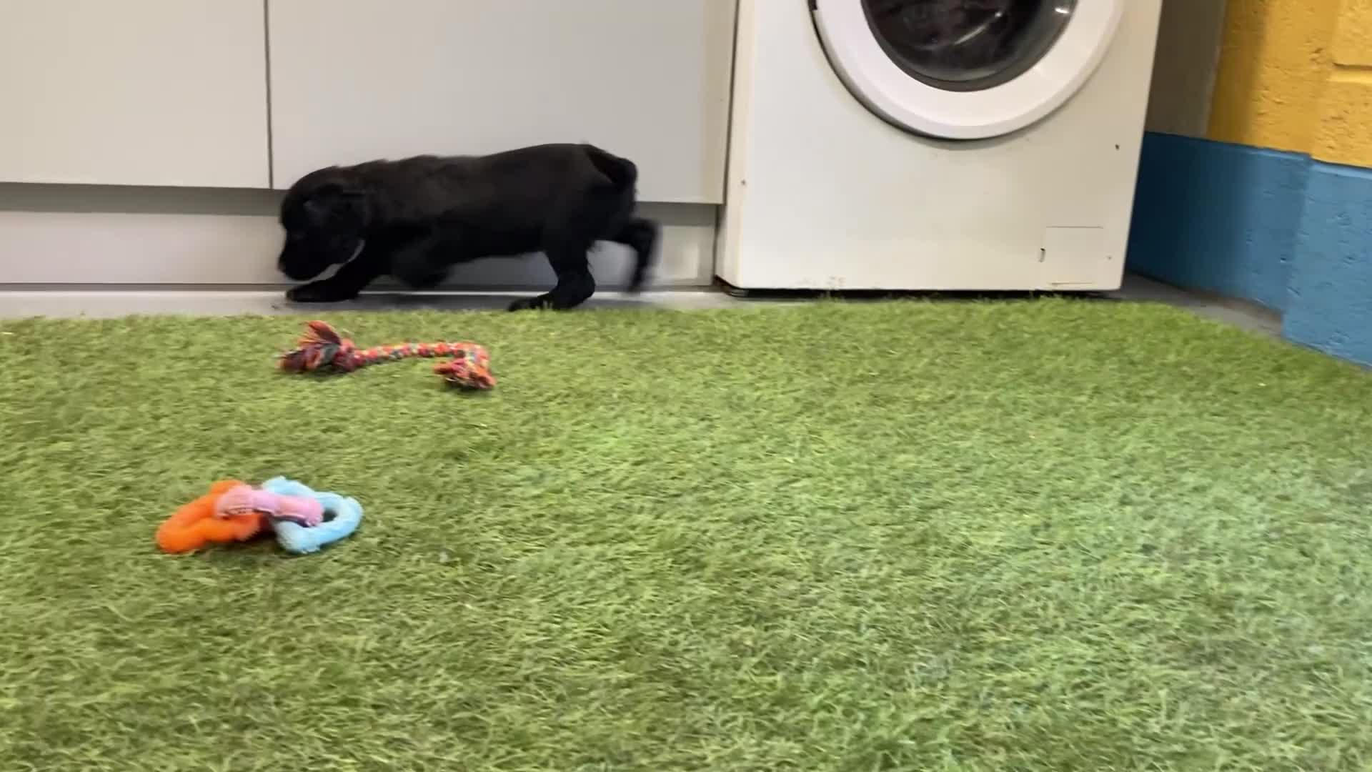 Cocker Spaniel dogs for sale: Cocker Spaniel female - Video 1