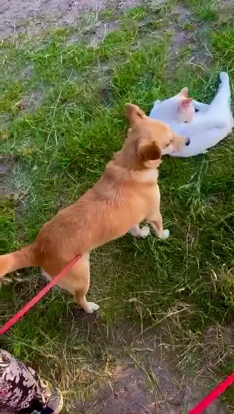 Miniature Pinscher dogs for adoption: Lisa’s Story: Saved Minutes Before Death - Video 1