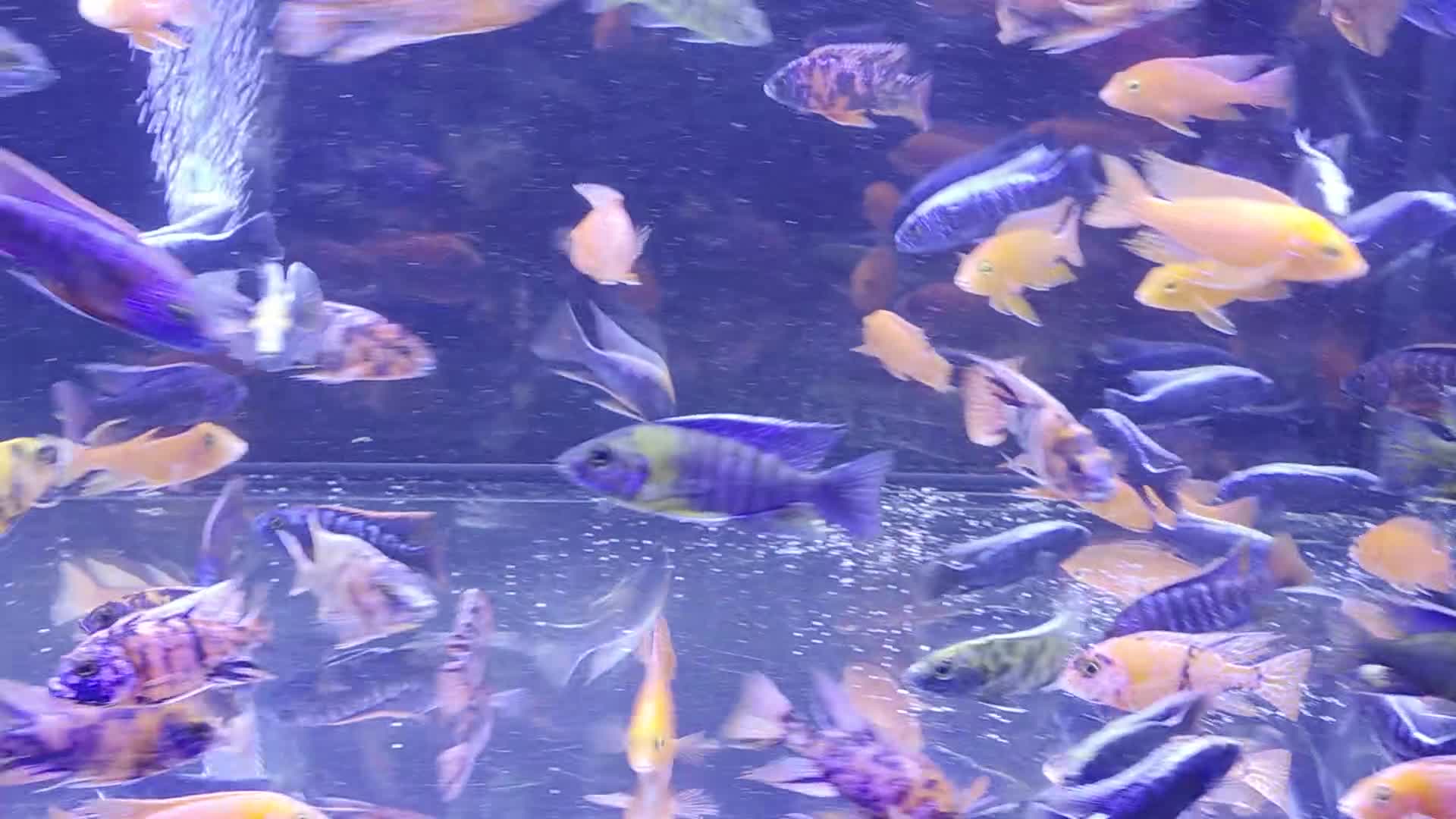 Cichlids fish for sale: Malawi peacocks and haps - Video 1