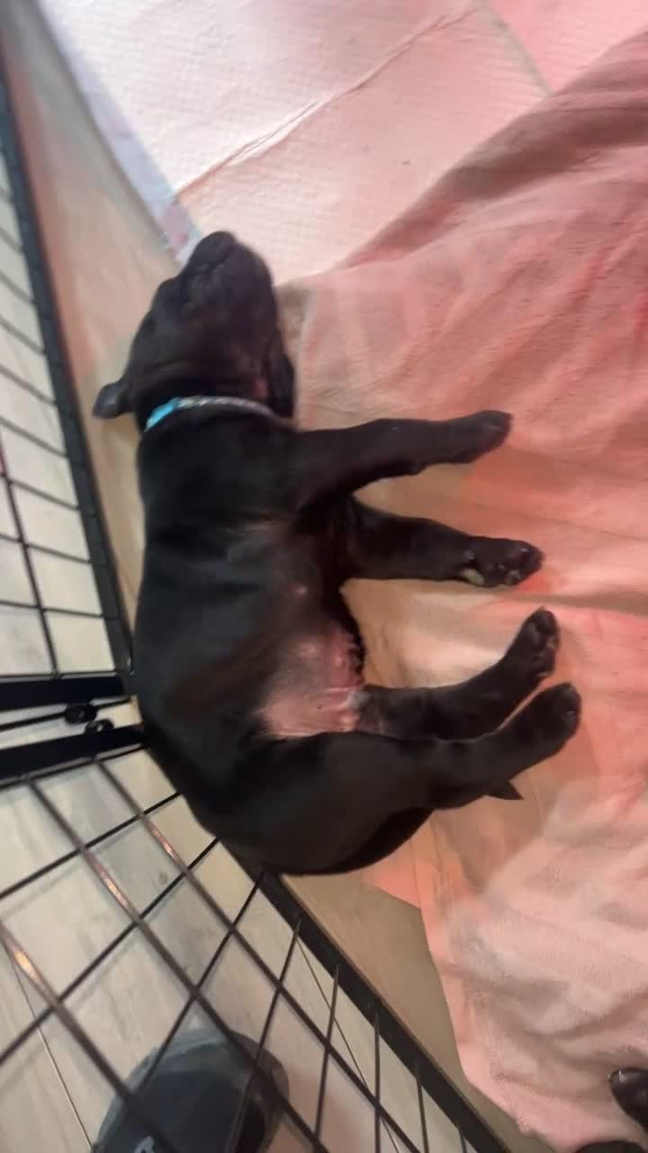 Mixed Breed dogs for sale: Presa canrio/ cane corso   in Wakefield - Video 5