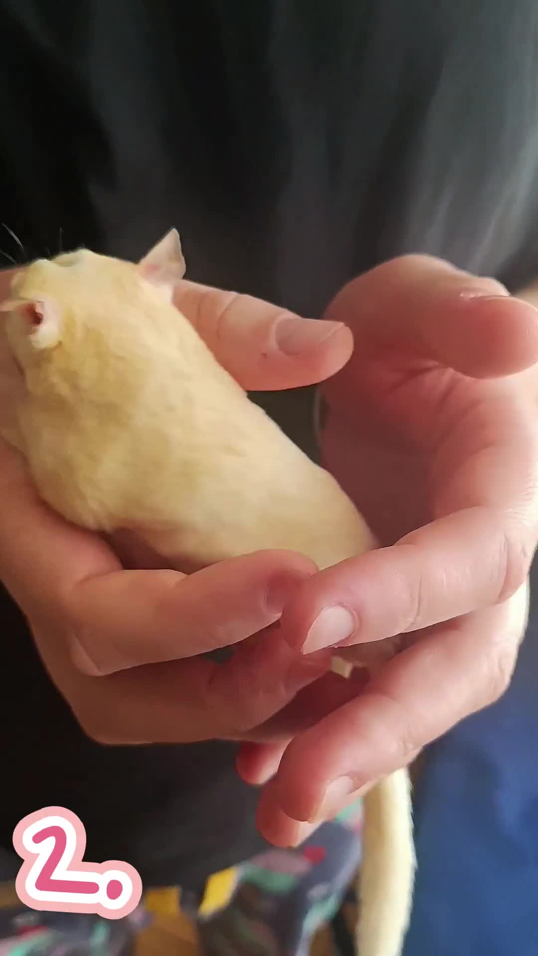 Sugar Glider rodents for sale: adult sugar gliders 🐾 - Video 3