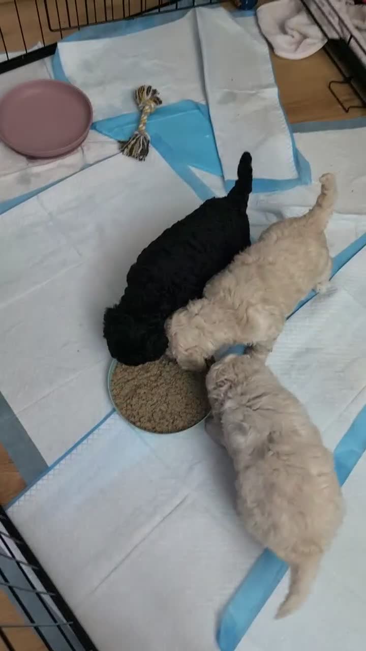 Mixed Breed dogs for sale: REDUCED - Moyen poodle puppy  - Video 1
