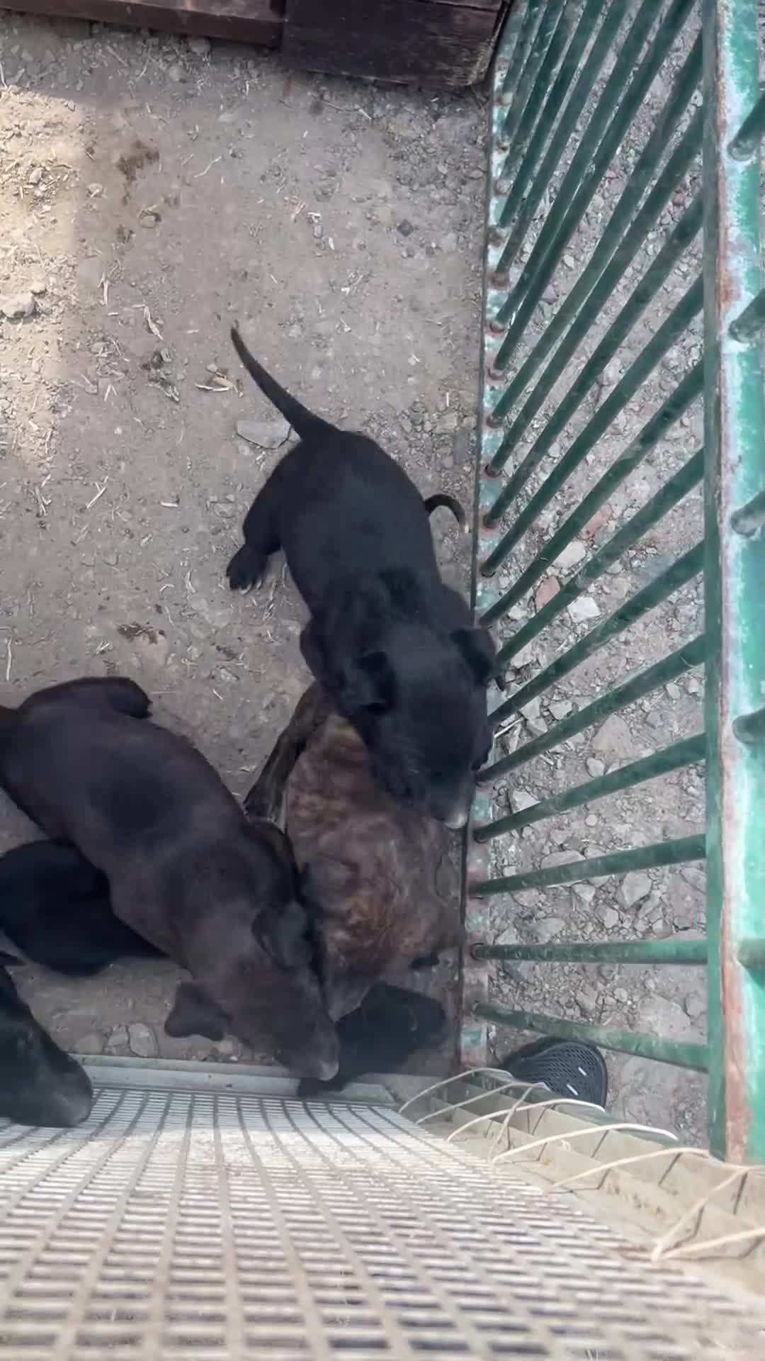Lurcher dogs for sale: Lurcher puppies  in Manchester - Video 2