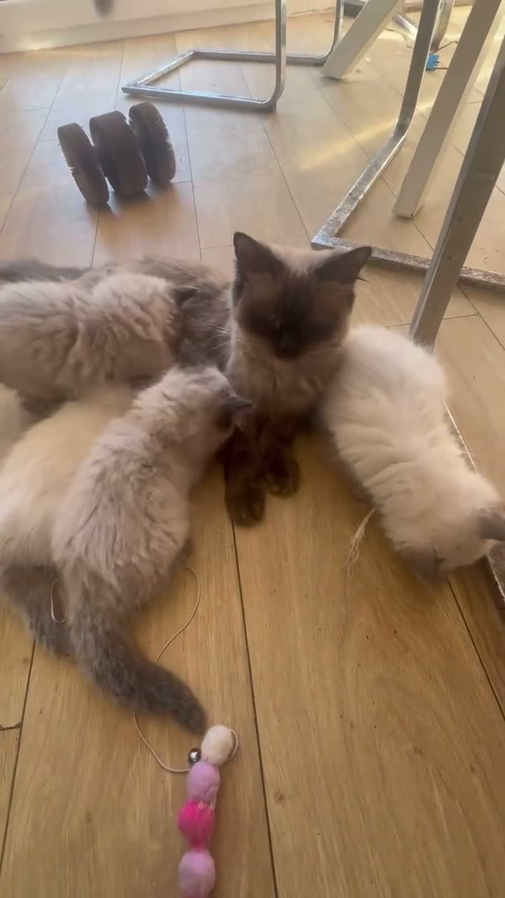 Ragdoll cats for sale: Beautiful fluffy ragdoll kittens - Video 1