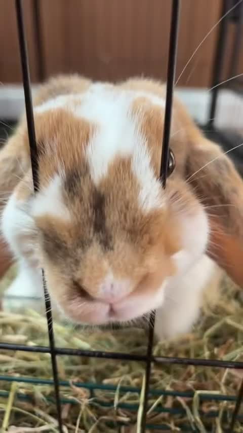 Mini Lop rabbits for sale: Two female rabbits. Age 1 in Halstead - Video 3