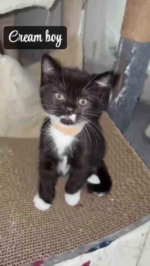 British Longhair cats for sale: Adorable British x longhair kittens 🐾 🐱  in Manchester - Video 4