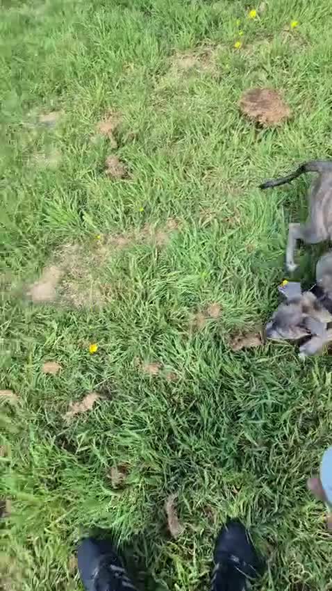Mixed Breed dogs for sale: Bonnie in Sutton-in-Ashfield - Video 1