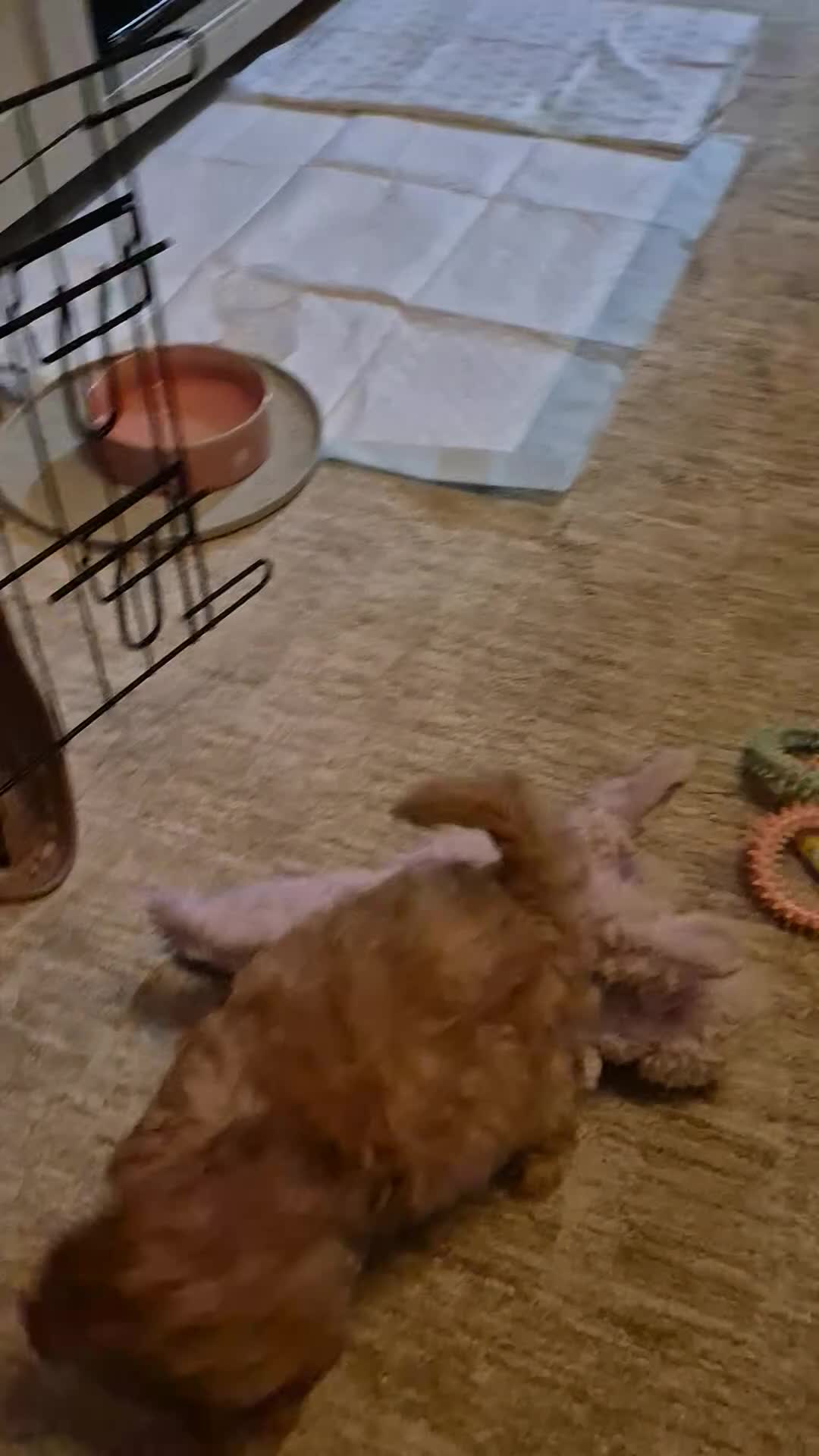 Toy Poodle dogs for sale: Apricot  female  toy poodle  - Video 1