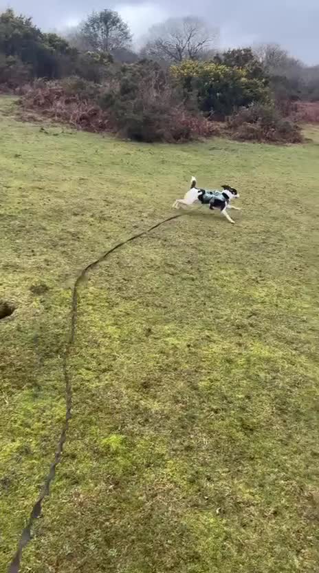 Mixed Breed dogs for adoption: Little Inka is ready for her forever family! - Video 3