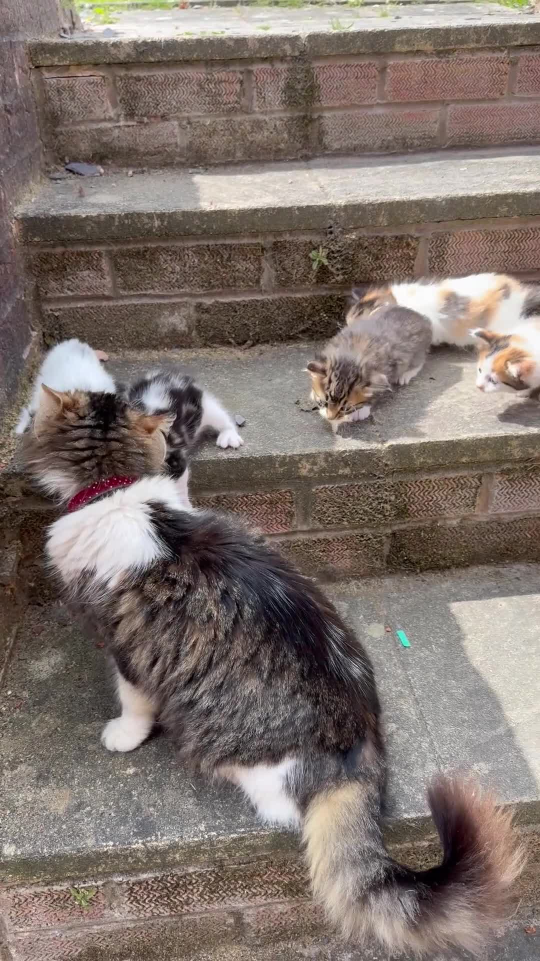 Mixed Breed cats for sale: Adorable Kittens for Sale – Loving Family Home 🐾 - Video 1