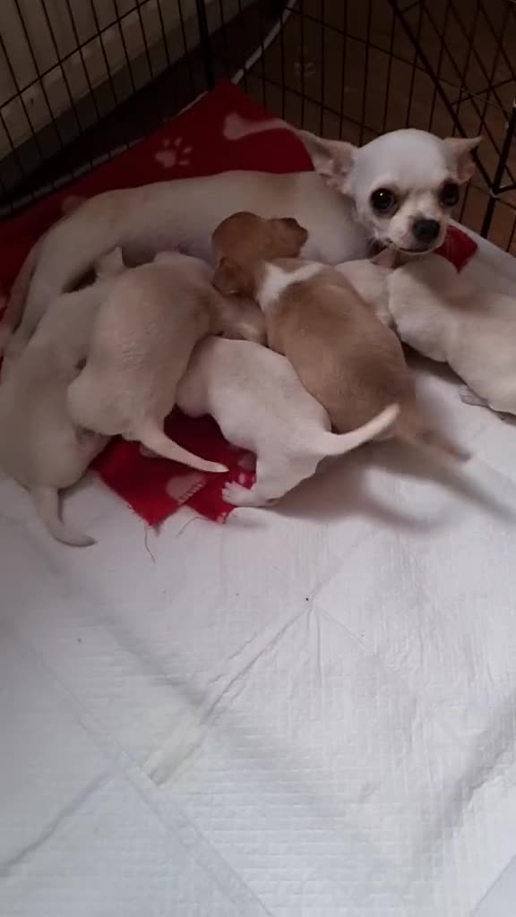 Chihuahua dogs for sale: Chihuahua puppy'schihuahuas - Video 1