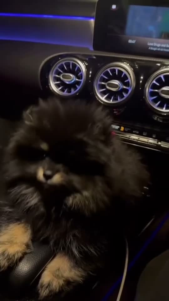 Pomeranian dogs for sale: Stunning Russian Pom  in Harlow - Video 1