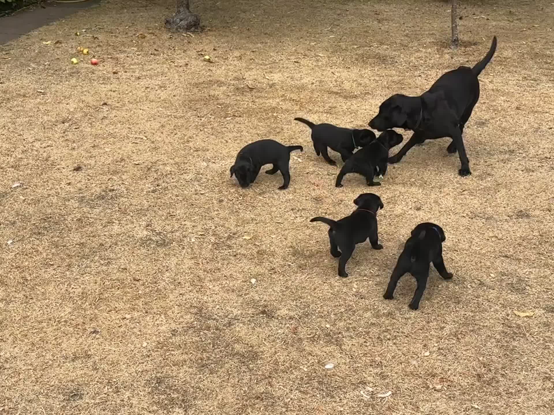 Labrador Retriever dogs for sale: Black Labrador pups, KC, dna tests, great scores - Video 1