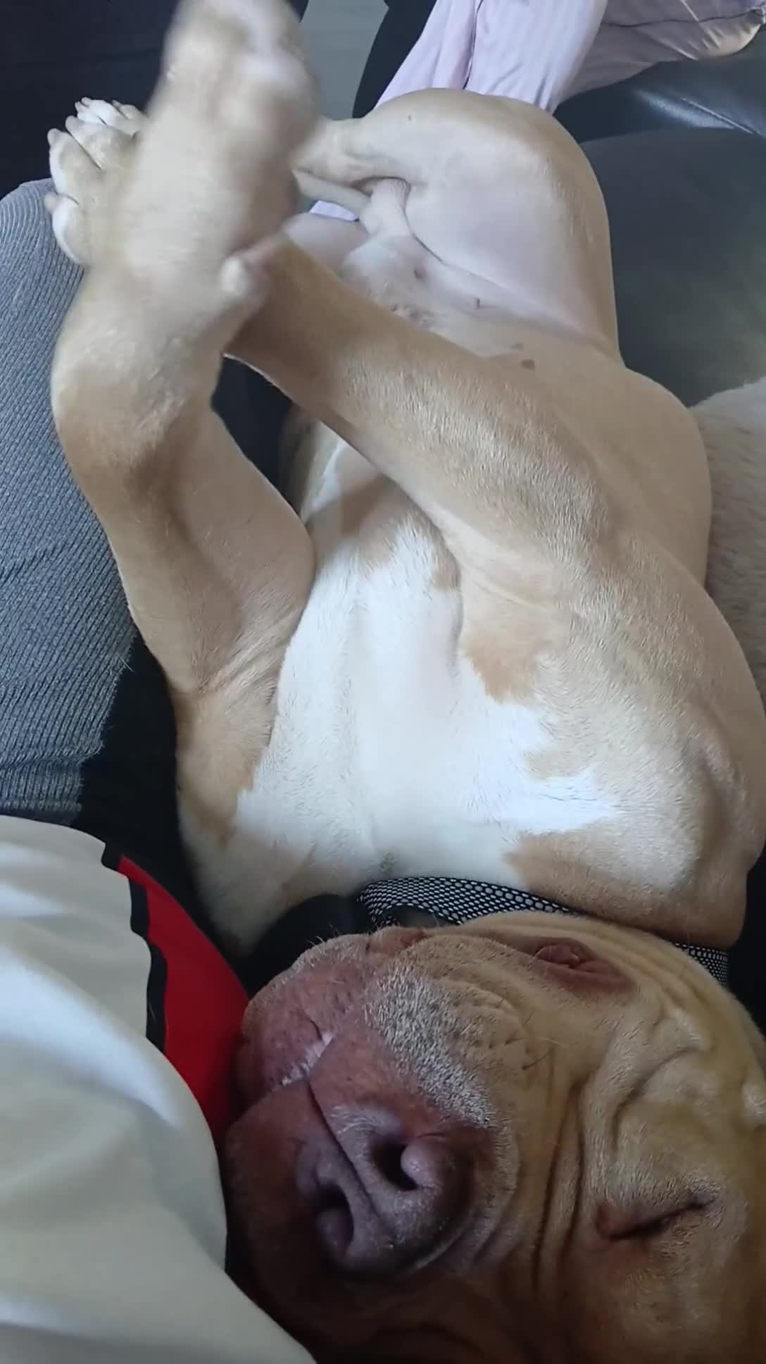 American Bully dogs for stud: Studding Tan Standard American Bully For Stud - Video 2