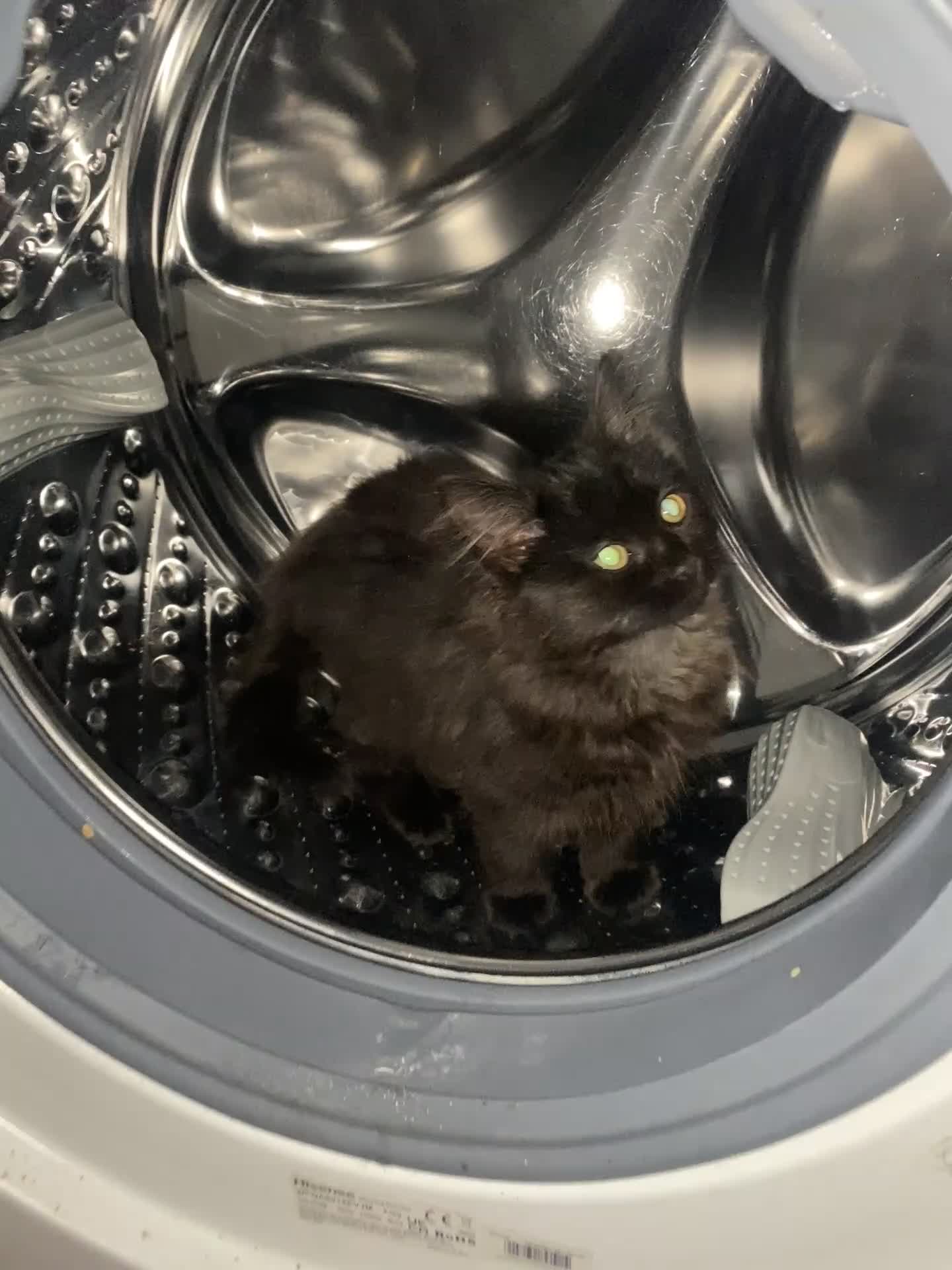 Mixed Breed cats for sale: Lovely kitten is looking for a house - Video 3