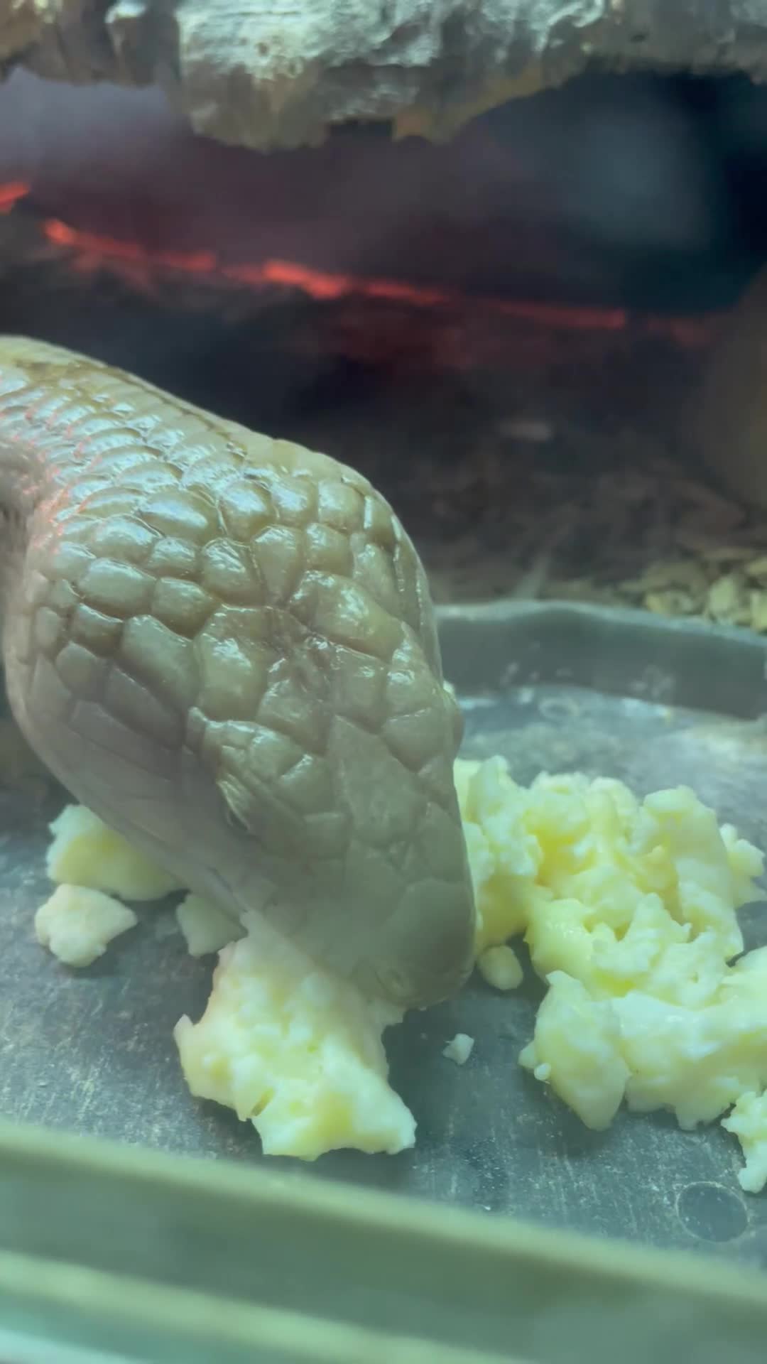 Lizard reptiles for sale: Northern Blue Tongued Skink - Video 1