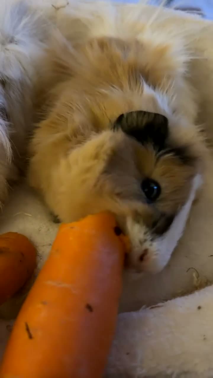 Guinea Pig rodents for sale: Male guinea pigs  in Treharris - Video 1