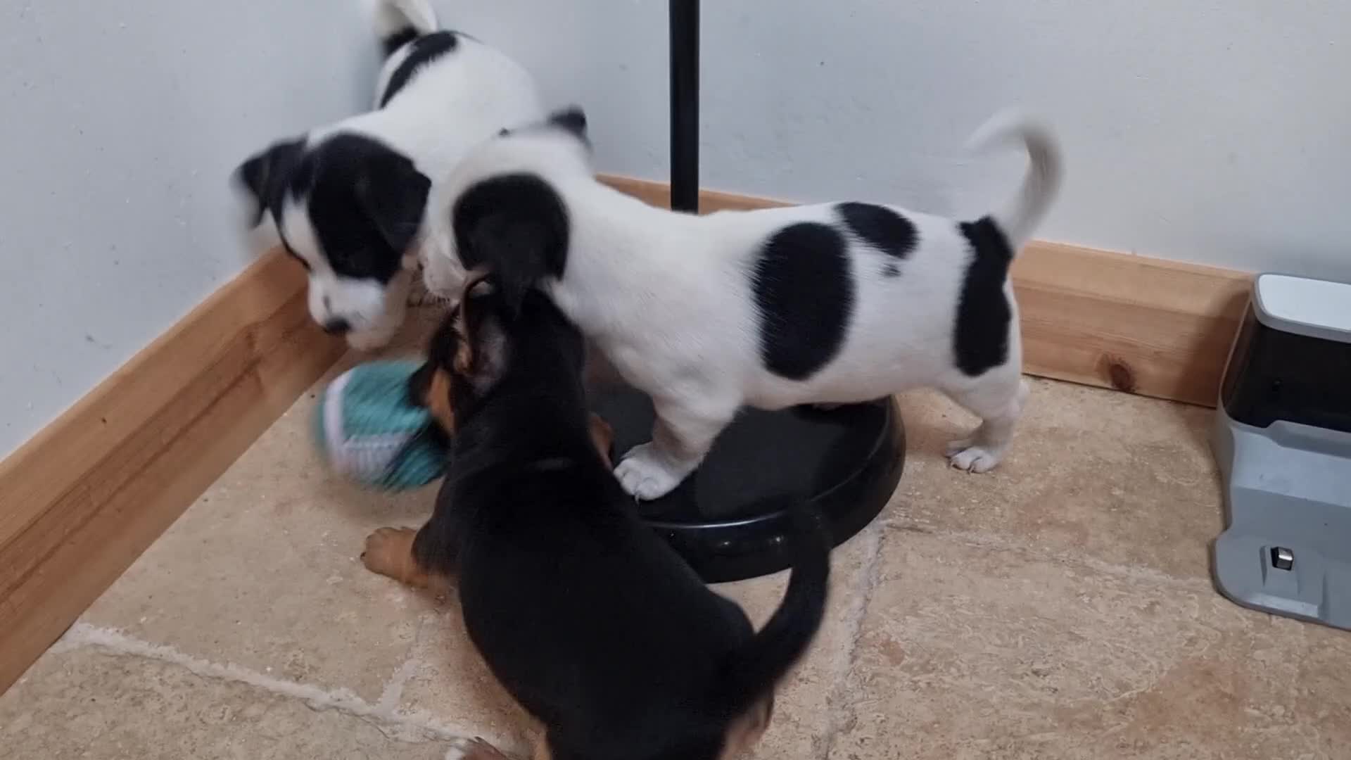 Jack Russell dogs for sale: Jack russel puppies one boy left - Video 1