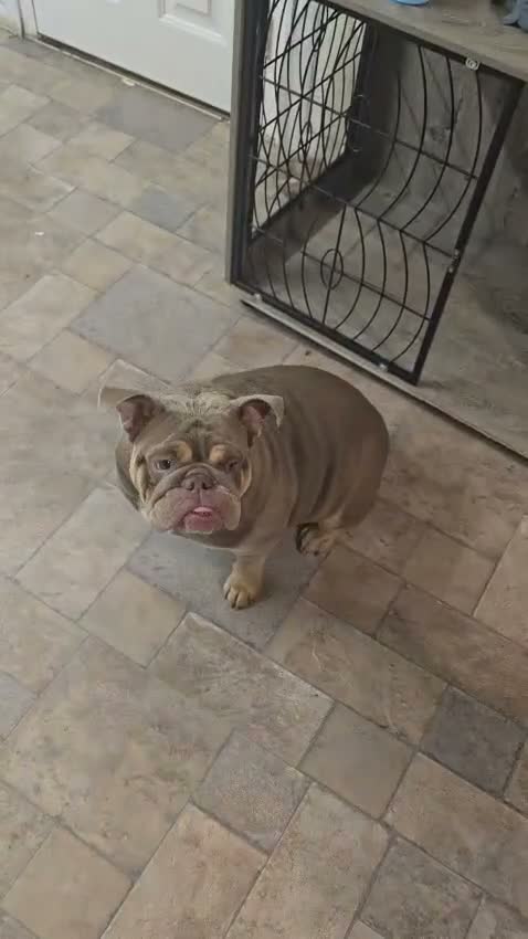 English Bulldog dogs for sale: English bulldog 12month female - Video 2