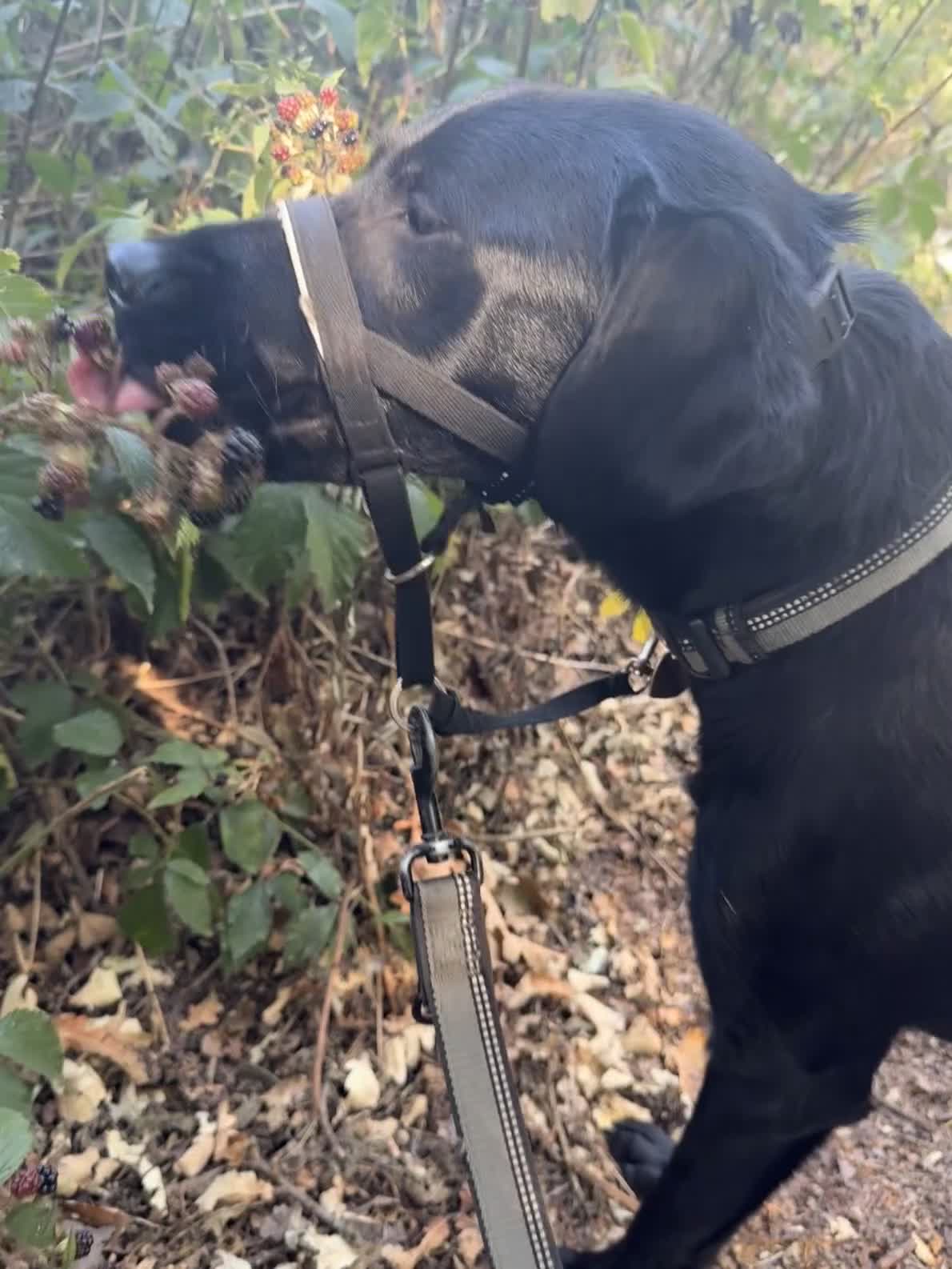 Labrador Retriever dogs for sale: Two beautiful Labrador girls 2&3yos in Worcester - Video 1