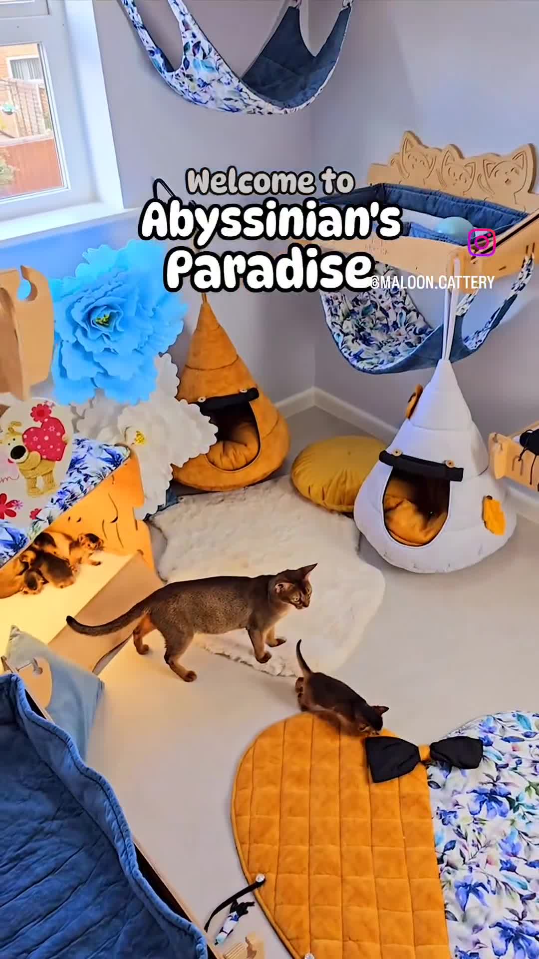 Abyssinian cats for sale: One of the Kind Abyssinian Girl-Champions Pedigree - Video 1