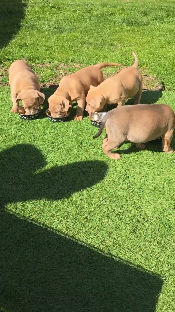 Staffordshire Bull Terrier dogs for sale: Beautiful AmStaff Puppies Looking for Loving Homes - Video 1