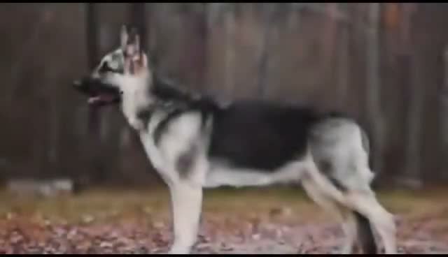 German Shepherd dogs for stud: Rare East european shepherd uk - Video 1